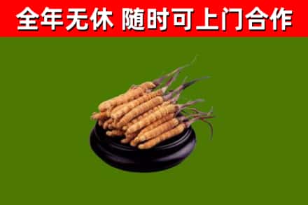 湾沚烟酒回收冬虫夏草.jpg